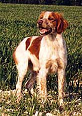 TR. CH. Dallas Du hameau de sorny